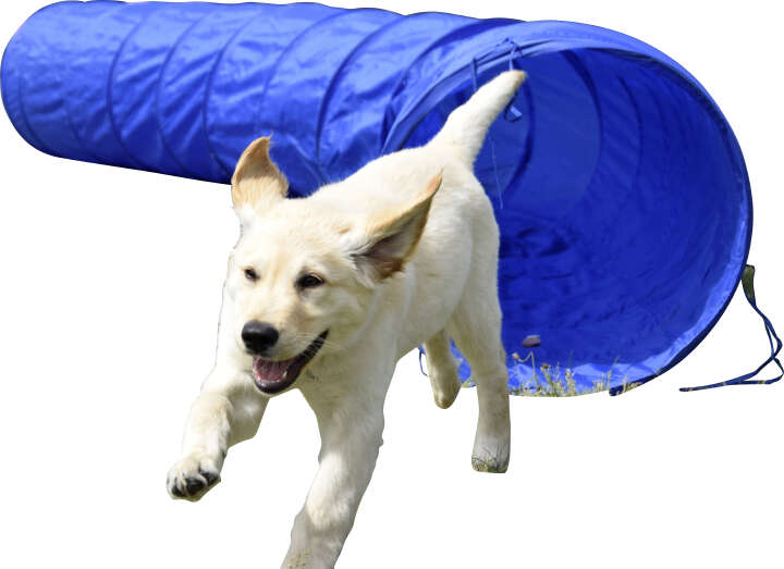 dobar Agility Tunnel